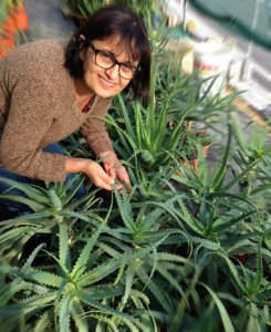 come coltivare pianta aloe arborescens